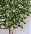 Artificial African Fig Tree
