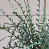 Artificial Fishbone Cactus
