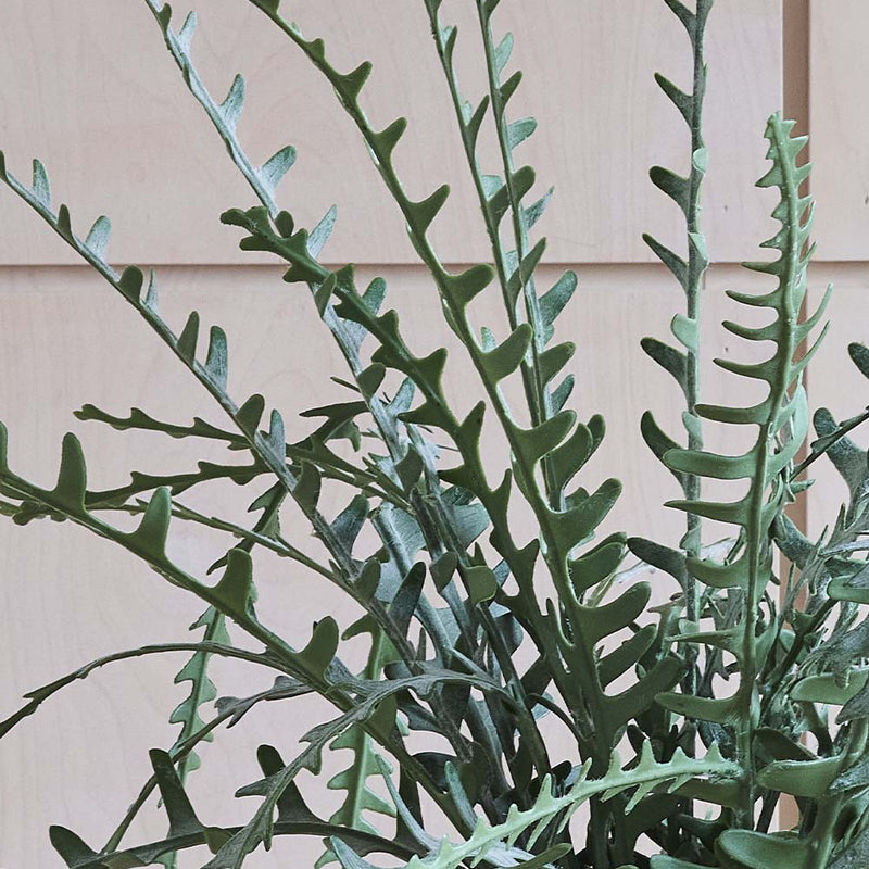 Artificial Fishbone Cactus