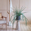 Artificial Fishbone Cactus