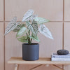 Artificial Caladium