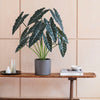 Artificial Large Alocasia Polly