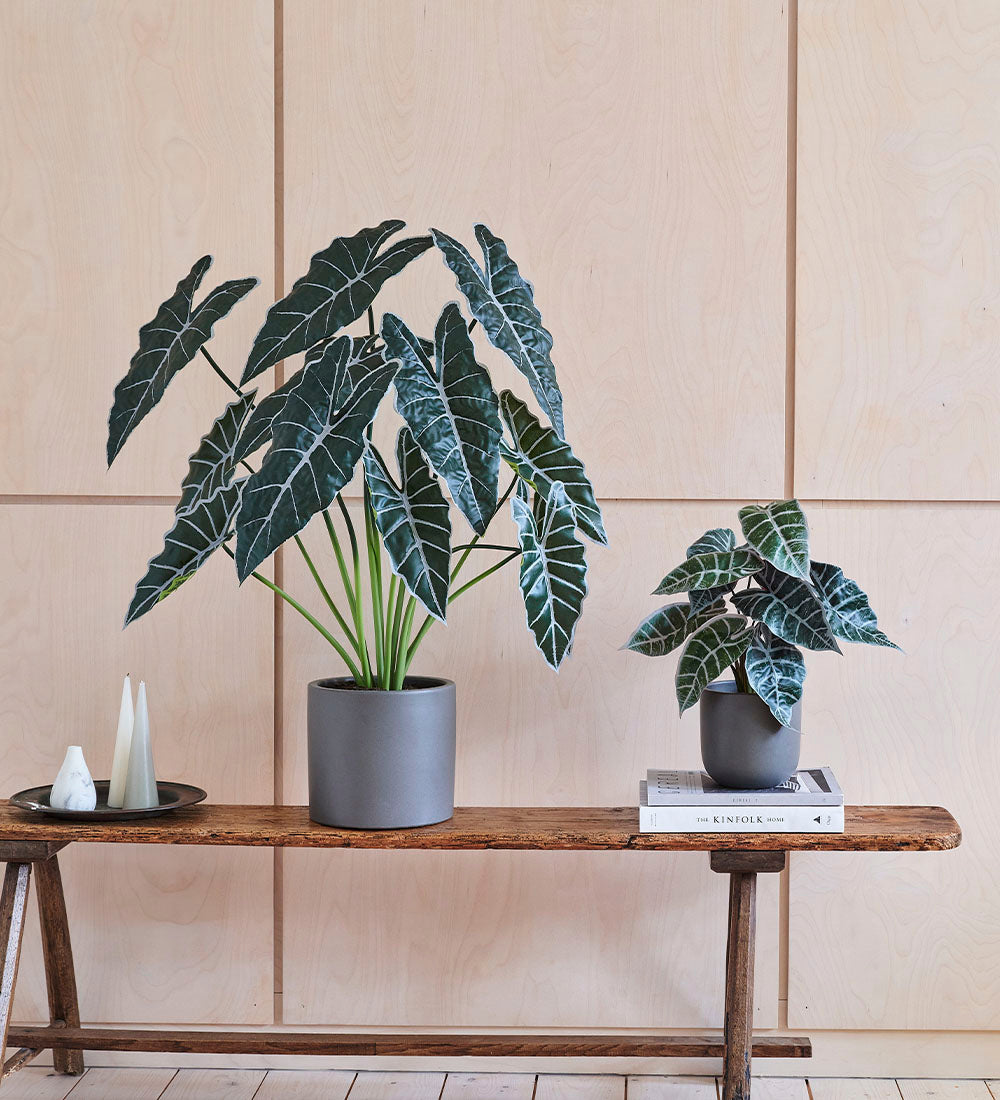 Artificial Alocasia Polly | Realistic Indoor Faux Plant