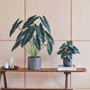 Artificial Alocasia Polly