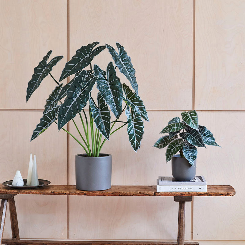 Artificial Alocasia Polly