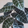 Artificial Alocasia Polly
