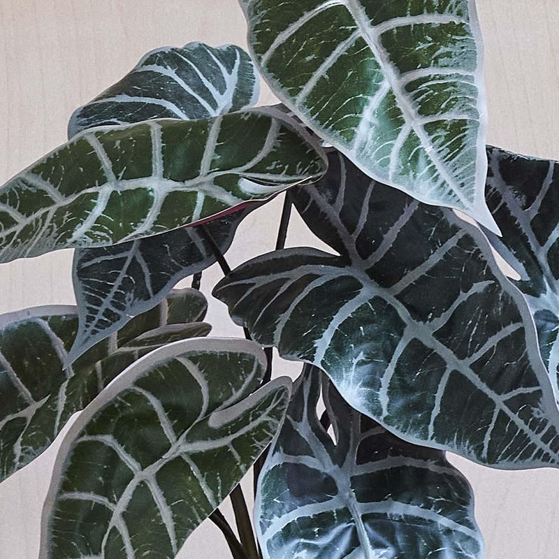 Artificial Alocasia Polly