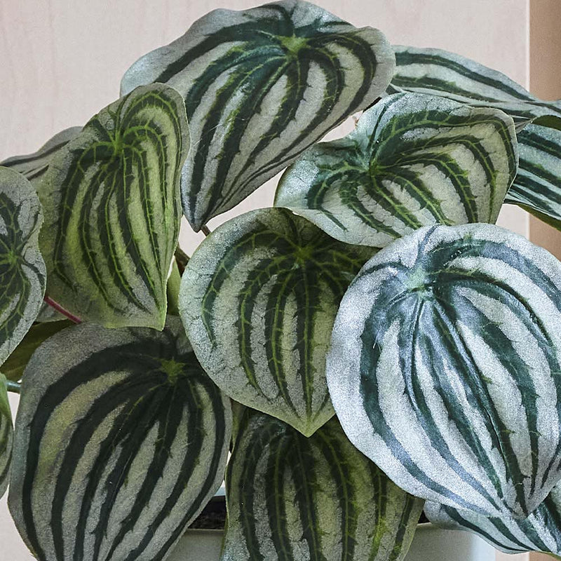 Artificial Watermelon Peperomia