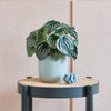 Artificial Watermelon Peperomia