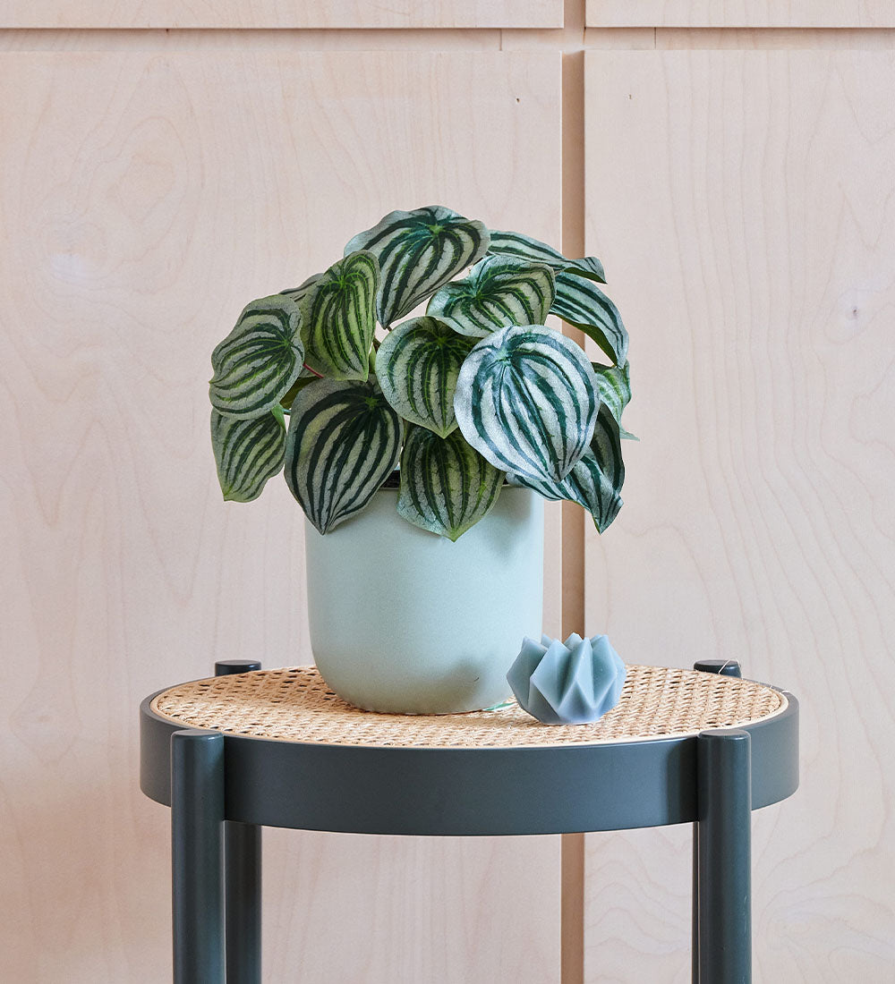 Artificial Watermelon Peperomia