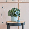 Artificial Watermelon Peperomia