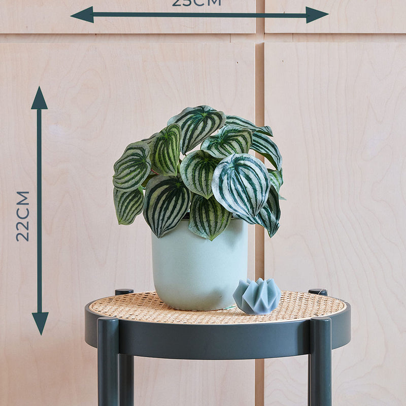 Artificial Watermelon Peperomia