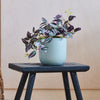 Artificial Tradescantia