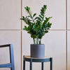 Artificial ZZ Plant