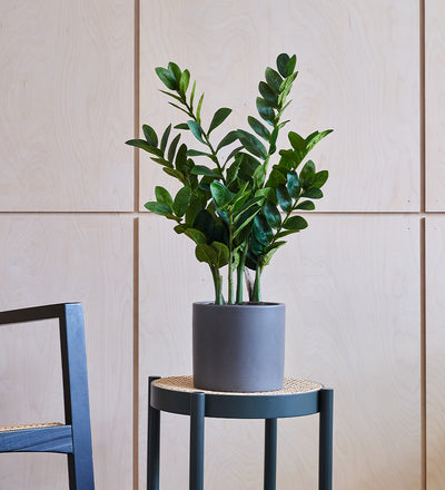 Artificial White Desktop Bundle