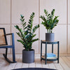 Artificial ZZ Plant