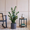 Artificial ZZ Plant