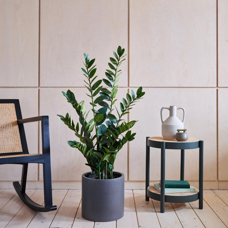 Artificial ZZ Plant