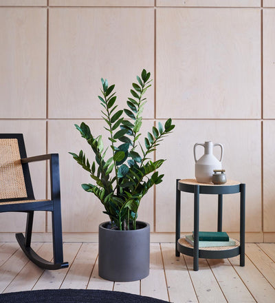 Artificial ZZ Plant (Tall)