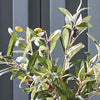 Artificial Olive Plant