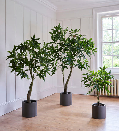 twisted tree house plant Artificial Pachira (Twisted Stem)