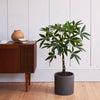 Artificial Pachira (Twisted Stem)