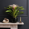 Bromelia Candy & Pot