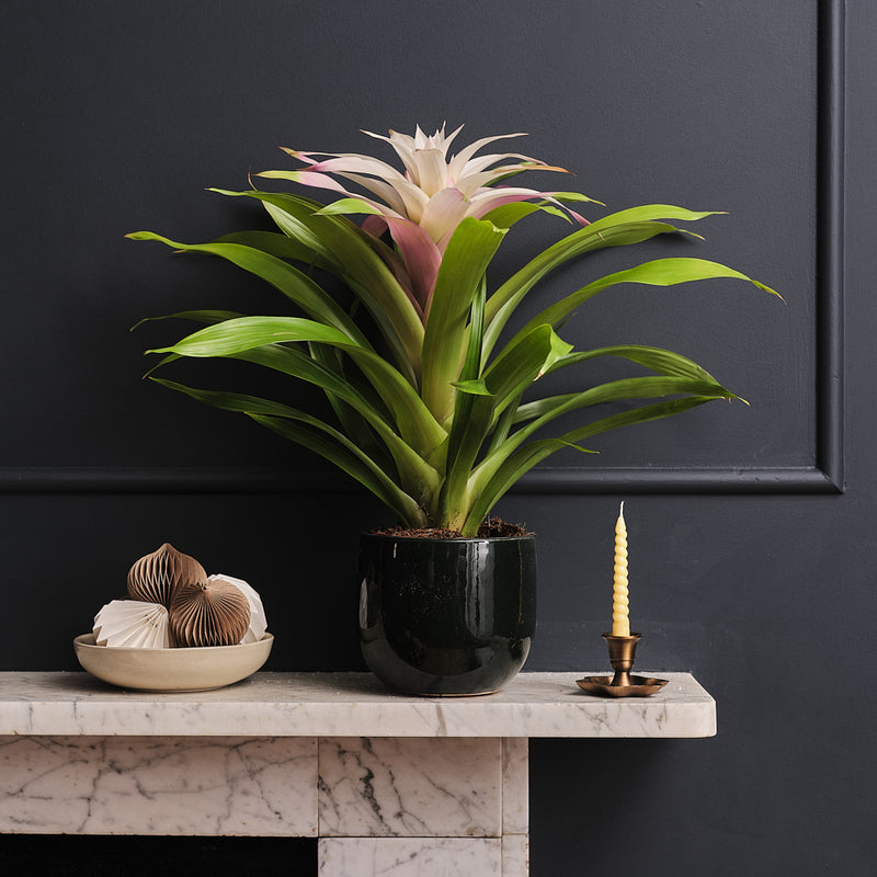 Bromelia Candy & Pot