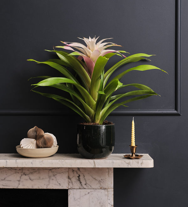 Bromelia Candy & Pot
