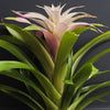 Bromelia Candy & Pot