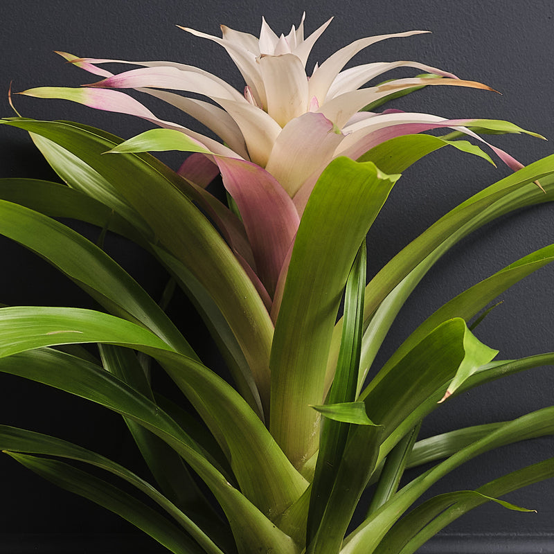 Bromelia Candy & Pot