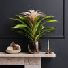 Bromelia Candy & Pot