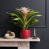 Bromelia Candy & Pot