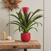 Bromelia Red Hope & Pot