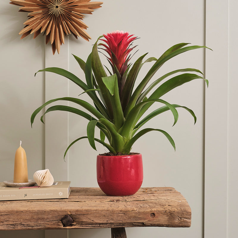 Bromelia Red Hope & Pot