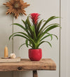 Bromelia Red Hope