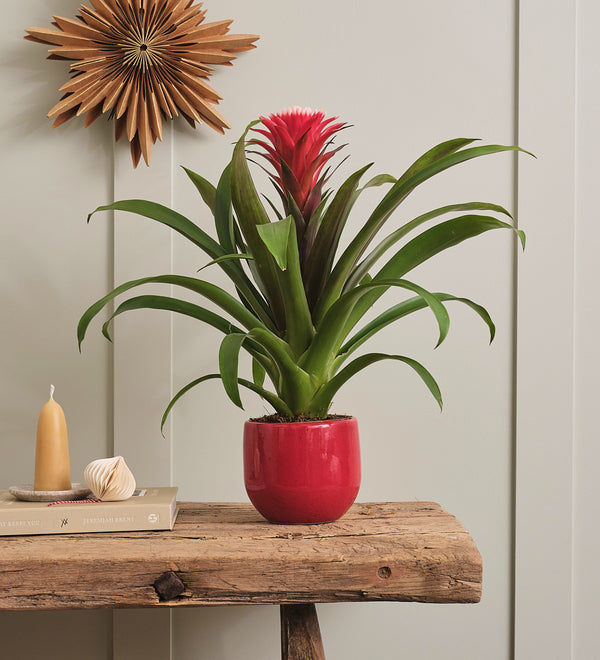 Bromelia Red Hope & Pot