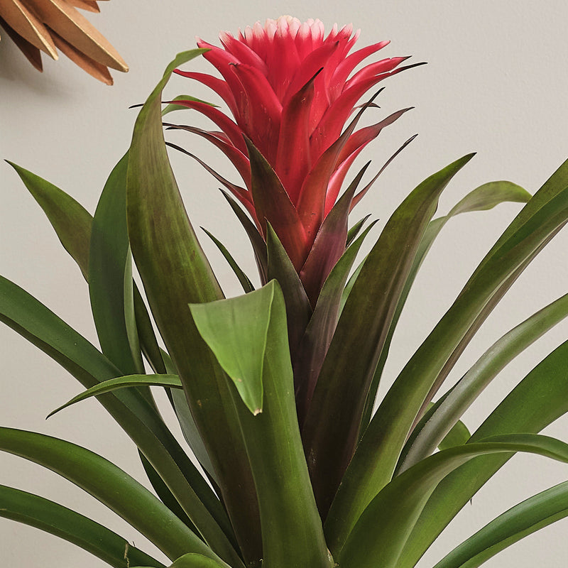Bromelia Red Hope & Pot