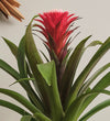 Bromelia Red Hope