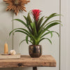 Bromelia Red Hope & Pot