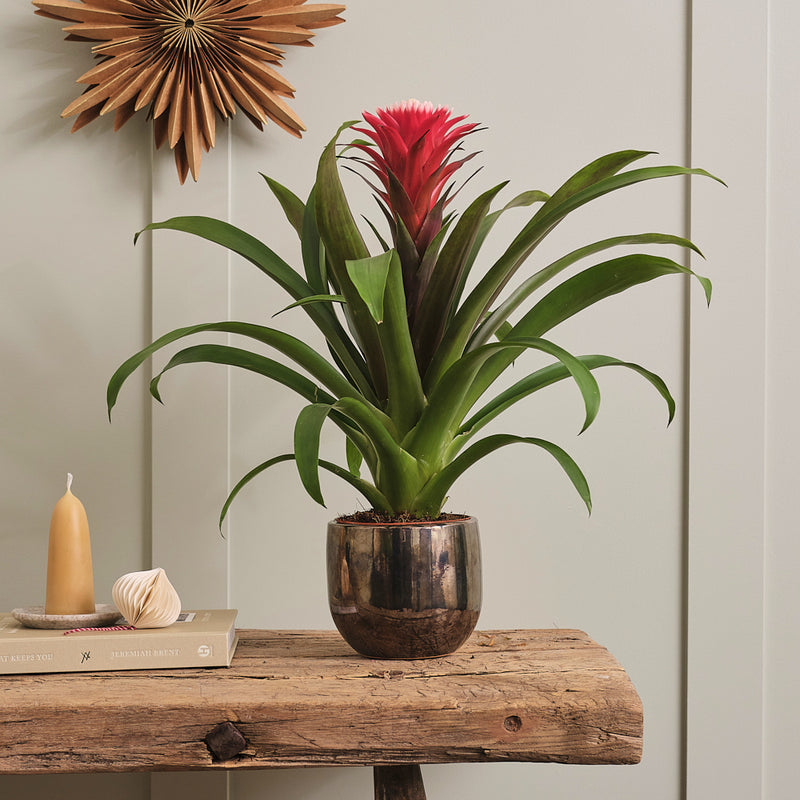 Bromelia Red Hope & Pot