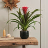 Bromelia Red Hope & Pot