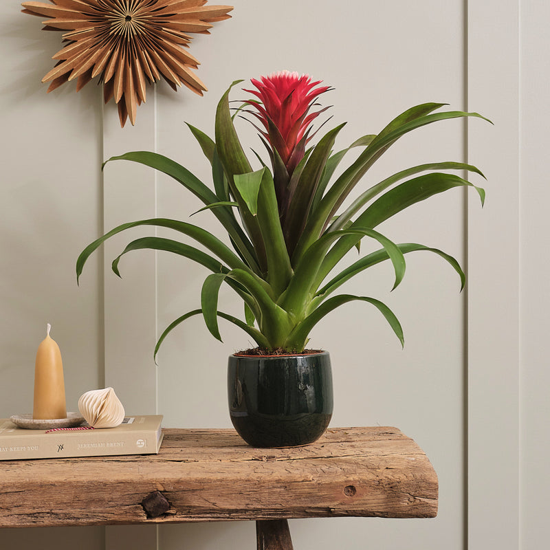 Bromelia Red Hope & Pot