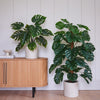 Artificial Swiss Cheese Plant