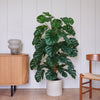 Artificial Swiss Cheese Plant