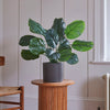 Artificial Calathea Orbifolia