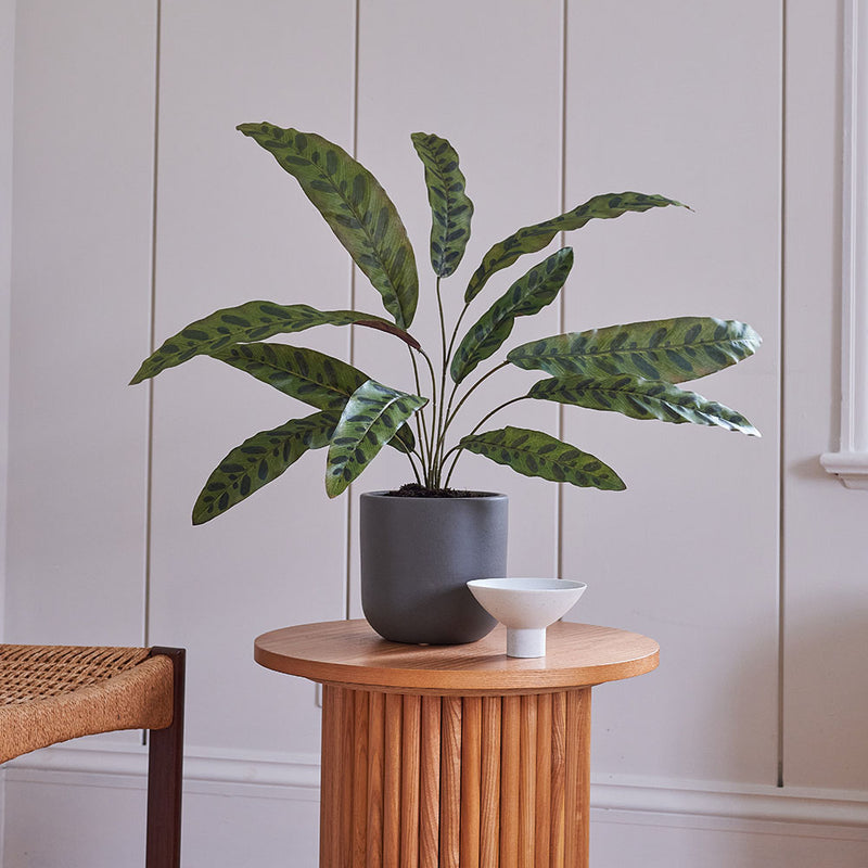 Artificial Calathea Lancifolia