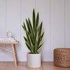 Artificial Snake Plant