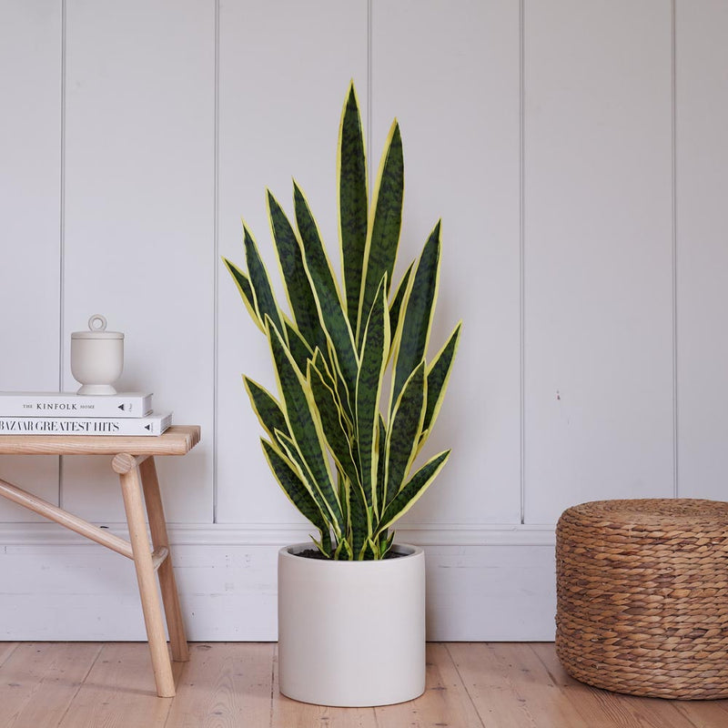 Artificial Snake Plant