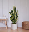 faux snake plant uk Artificial Snake Plant